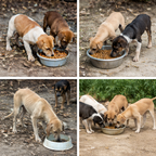 Blue Doggy Paw Keyring